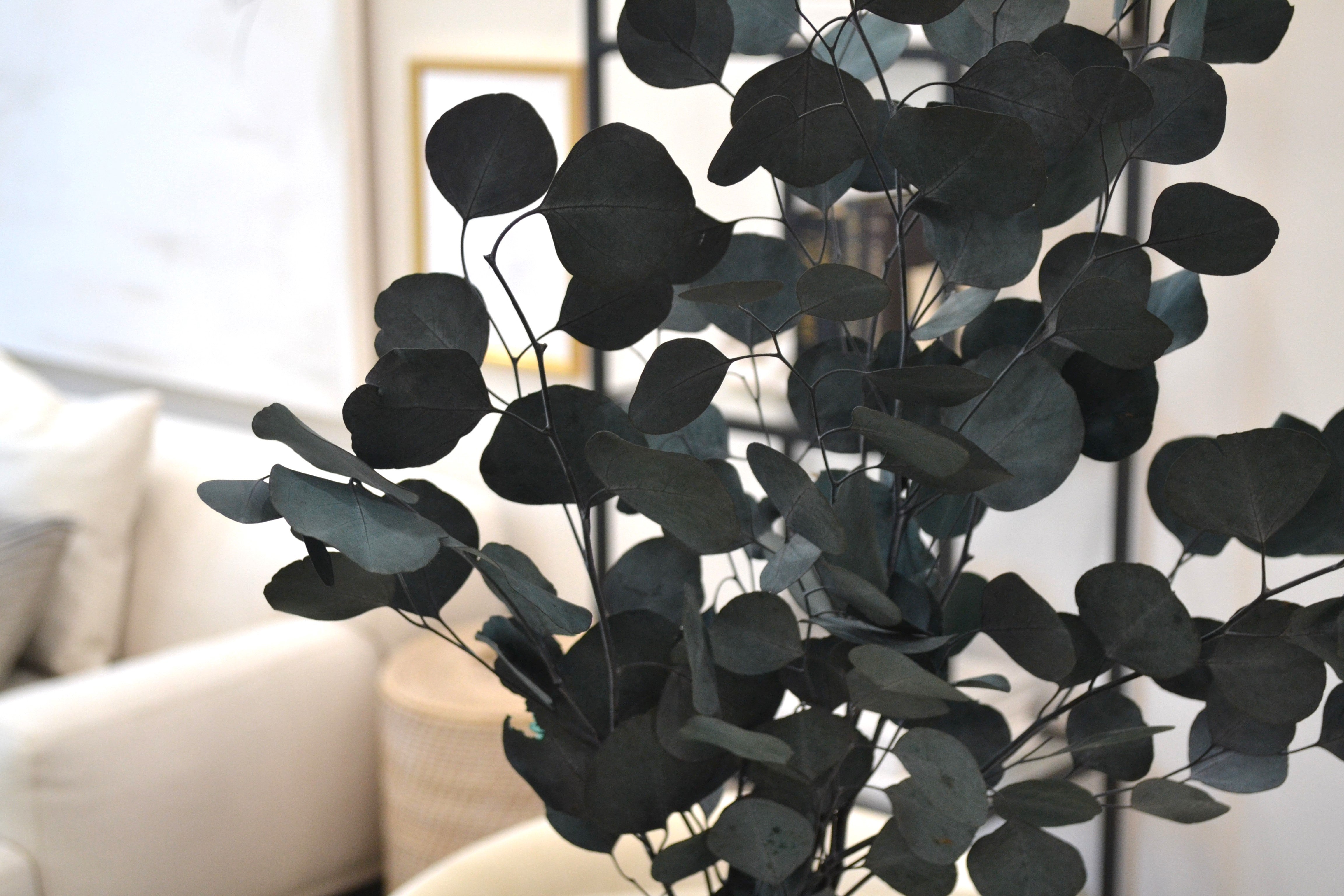 Silver Dollar Eucalyptus